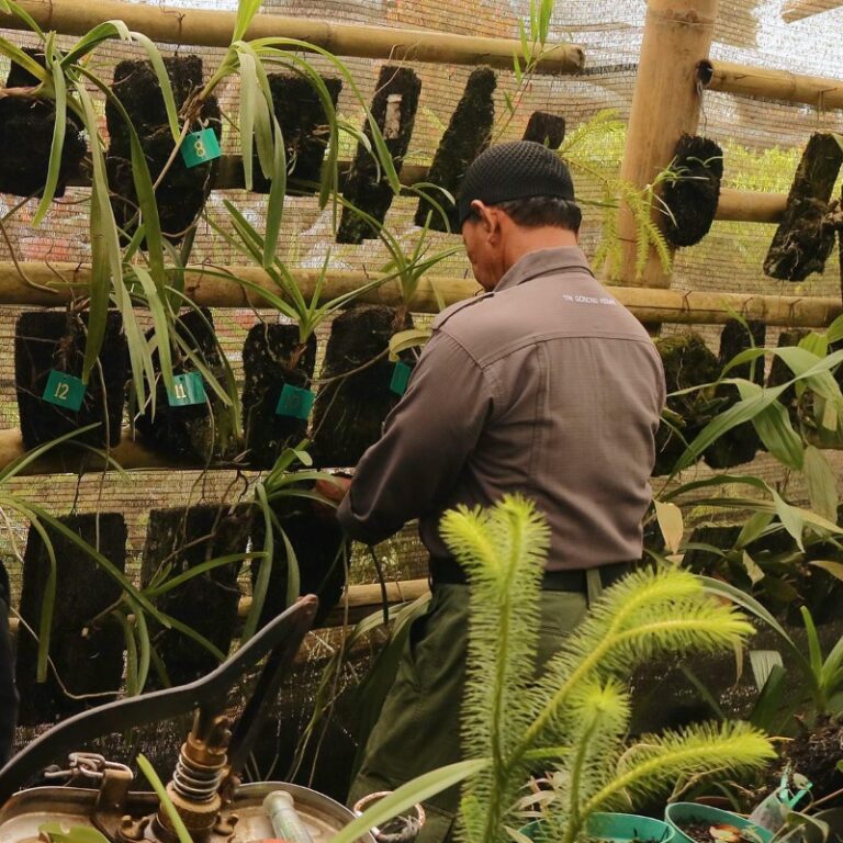Konservasi Anggrek Merapi