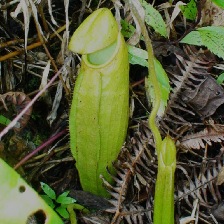 Flora Merapi 10 Kantong Semar
