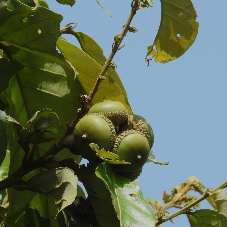 Flora Merapi 9 Pasang