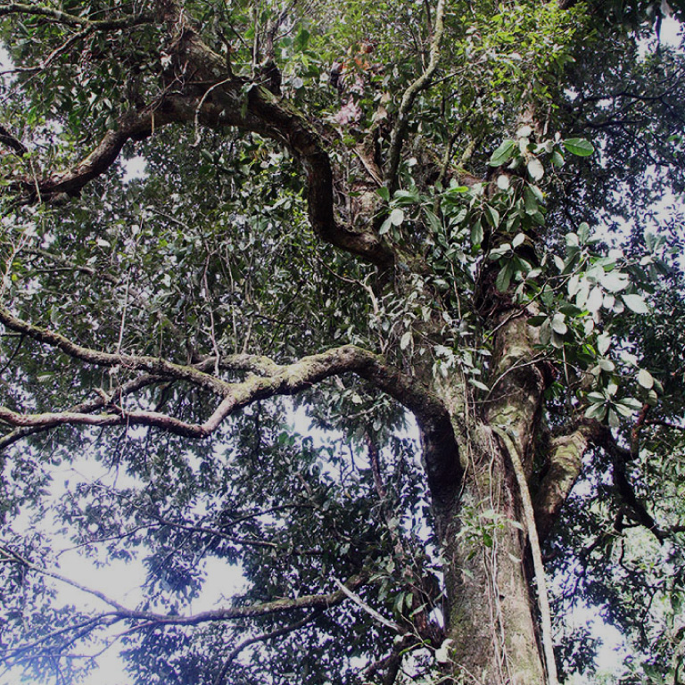 Flora Merapi 7 Sarangan