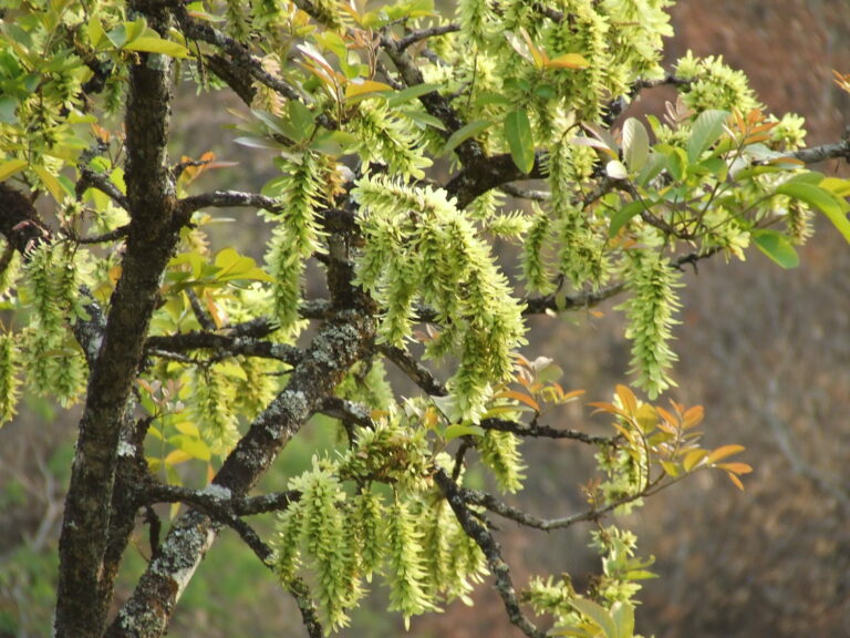 Flora Merapi 3 Klewer/Sawa: Manfaat Medis, Ekologi, dan Budaya