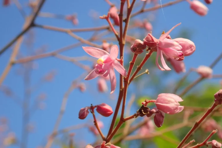 Flora Merapi 5 Kayu Timoho: Warisan Alam dengan Khasiat Luar Biasa