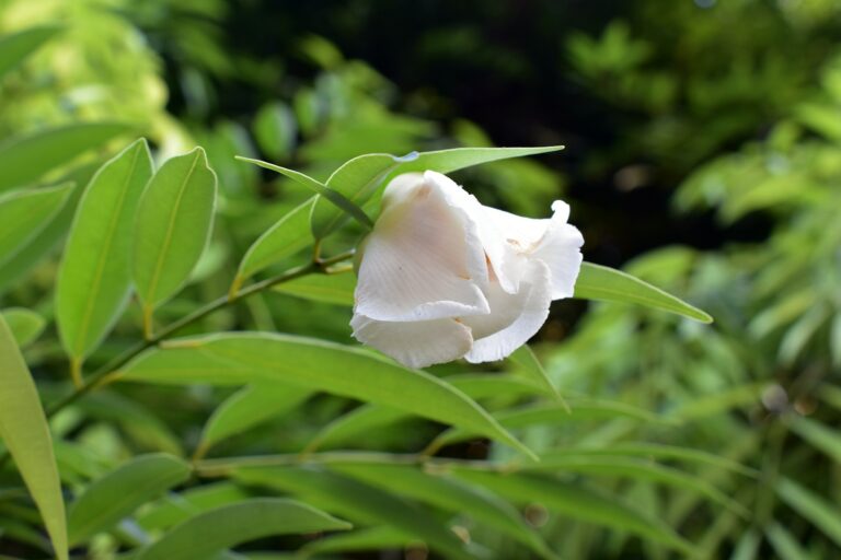 Flora Merapi 2 Kayu Nagasari: Mitos dan Budaya Dibaliknya